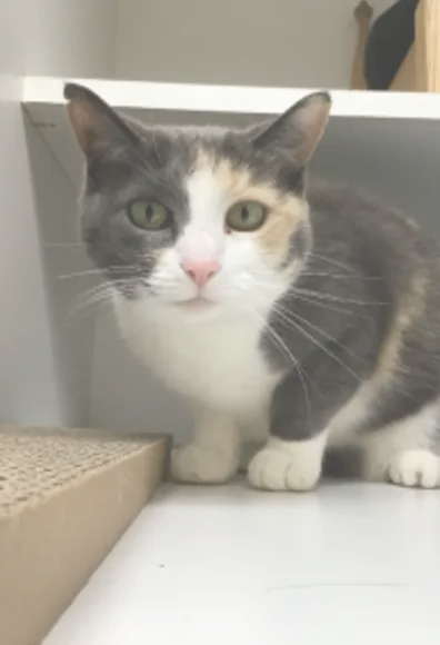 Cat sitting on a chair